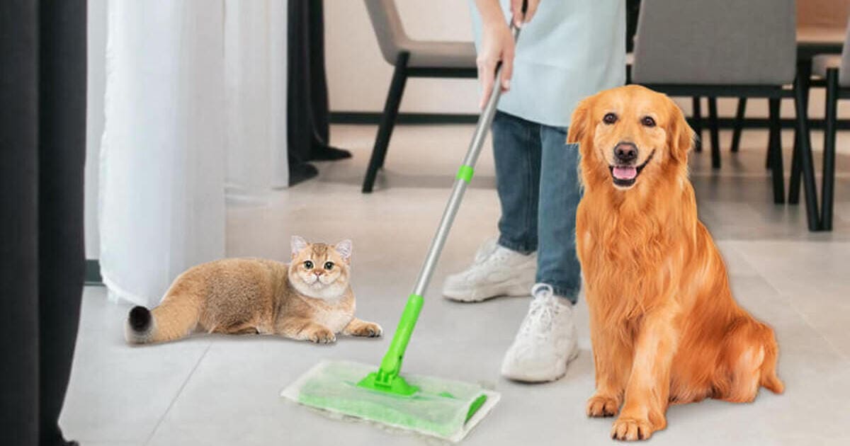 Deep house cleaning for home with pets